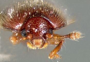 Media type: image;   Entomology 32543 Aspect: head frontal view